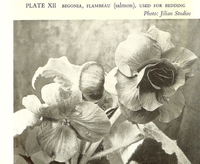B. ‘Flambeau’